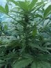 Formula 1 Auto (Dr Ray Seeds) - Day 90 (27th September) 3.JPG Formula 1 Auto (Dr Ray Seeds) - Day 90 (27th September) 3.JPG