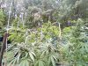 9-28-2020 Outdoor Crop Update (35).jpg