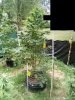 9-28-2020 Outdoor Crop Update (7).jpg