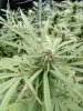 9-28-2020 Outdoor Crop Update (15).jpg