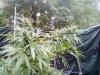 9-28-2020 Outdoor Crop Update (30).jpg