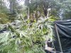 9-28-2020 Outdoor Crop Update (31).jpg