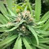 CBD - 4.jpg