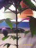 100_0761.JPG