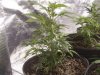 week_4_veg_007.jpg