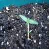 plant growth pictures 008.jpg