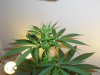 buds 004.jpg