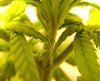 plant1_06.jpg