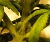 plant1_07.jpg