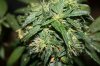 plants 055.jpg