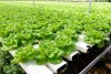 hydroponic-lettuce-1024x683.jpg