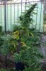 plantpic.jpg