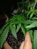 IMG20201006230517.jpg