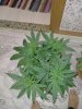 IMG20201004211057.jpg