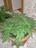 IMG20201004211125.jpg