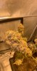 D79CB7D5-529C-478E-8CBC-ABB0BBFB5D97.jpeg D79CB7D5-529C-478E-8CBC-ABB0BBFB5D97.jpeg