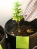 PlantC6-12.jpg