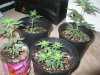 Grow09 072.jpg