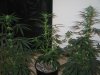 Grow09 076.jpg