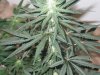 Grow09 077.jpg