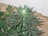 Grow09 078.jpg