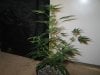 Grow09 079.jpg