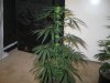 Grow09 080.jpg