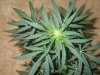 Grow09 081.jpg
