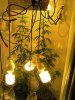 Grow09 082.jpg
