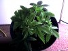 Snapshot_20090613_4.jpg