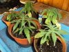 grow journal 112.jpg