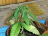 grow journal 113.jpg
