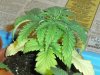 grow journal 114.jpg