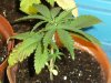 grow journal 115.jpg