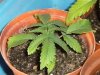 grow journal 116.jpg