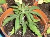 grow journal 117.jpg