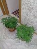 IMG20201009161958.jpg