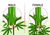 idenify male plant.jpg
