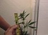 BudMeasure.JPG