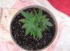 TC-TopView-6-14.JPG