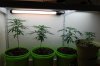 6.15.09-1.jpg