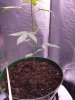 IMG_20201018_203837204.jpg