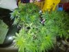 IMG_20201019_103301.jpg