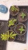 3093239_msnl-wedding-cake-grow-journal-by-overgrothomsnlwedding-cake.jpg 3093239_msnl-wedding-cake-grow-journal-by-overgrothomsnlwedding-cake.jpg