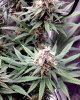 Pineapple Poison bud pic2 -10-21-2020.jpg