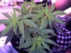 Snapshot_20090615.jpg