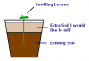 seedlings1.PNG