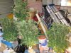all four plants out of  the cupboard.JPG
