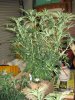 skunk #1 sensi seeds_ plant 2.JPG