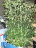 white widow.JPG